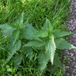 Крапива двудомная — общий вид (Urtica dioica)