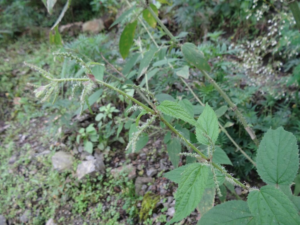 Крапива двудомная — общий вид (Urtica dioica)