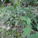 Крапива двудомная — общий вид (Urtica dioica)