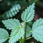 Крапива двудомная (Urtica dioica)