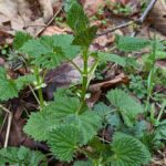 Крапива двудомная (Urtica dioica)