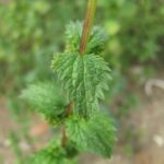 Крапива жгучая — цветки (Urtica urens)