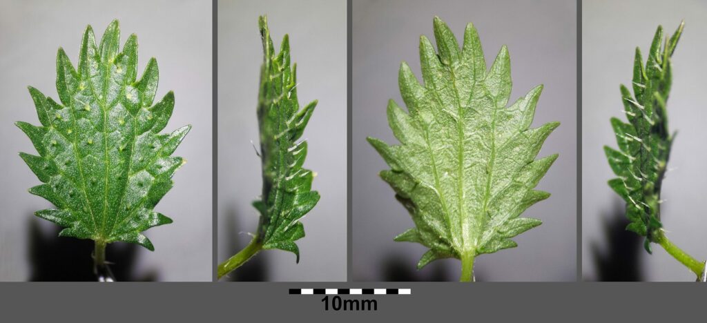 Крапива жгучая — лист (Urtica urens)