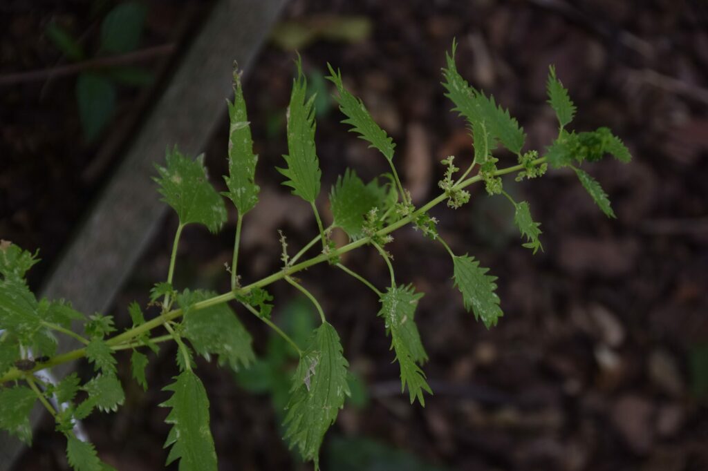Крапива жгучая — общий вид (Urtica urens)