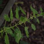 Крапива жгучая — общий вид (Urtica urens)