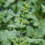 Крапива жгучая — общий вид (Urtica urens)