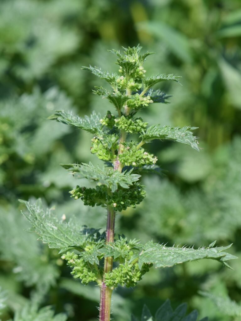 Крапива жгучая — общий вид (Urtica urens)