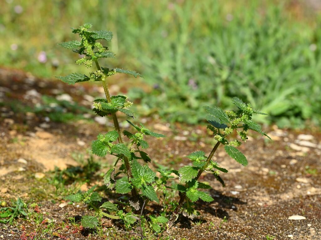 Крапива жгучая — общий вид (Urtica urens)