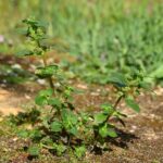 Крапива жгучая — общий вид (Urtica urens)