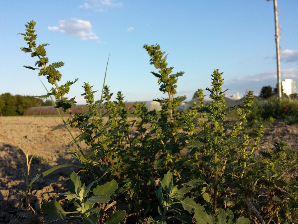 Крапива жгучая — общий вид (Urtica urens)