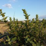 Крапива жгучая — общий вид (Urtica urens)