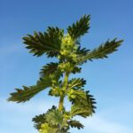 Крапива жгучая — общий вид (Urtica urens)