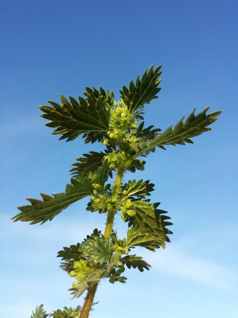 Крапива жгучая — общий вид (Urtica urens)