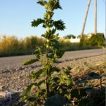 Крапива жгучая — общий вид (Urtica urens)