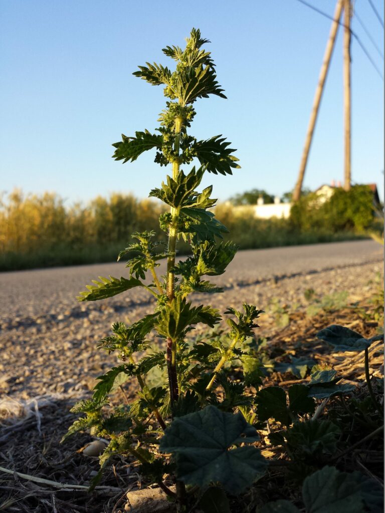 Крапива жгучая — общий вид (Urtica urens)