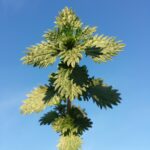 Крапива жгучая — общий вид (Urtica urens)