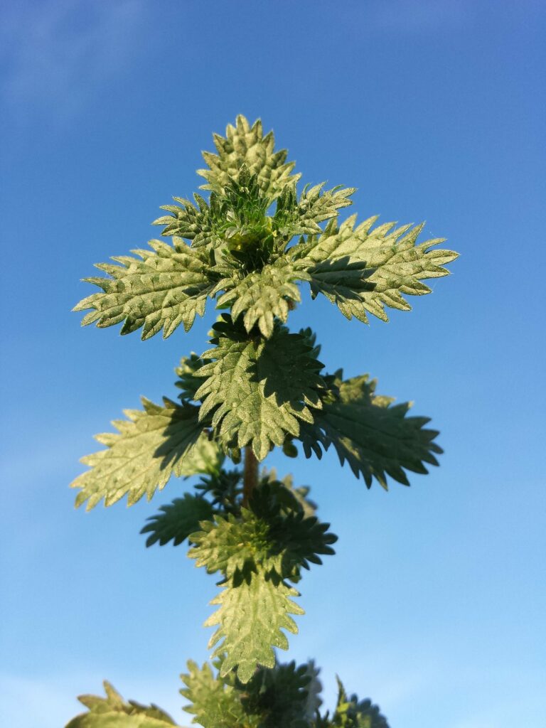 Крапива жгучая — общий вид (Urtica urens)