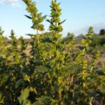 Крапива жгучая — общий вид (Urtica urens)