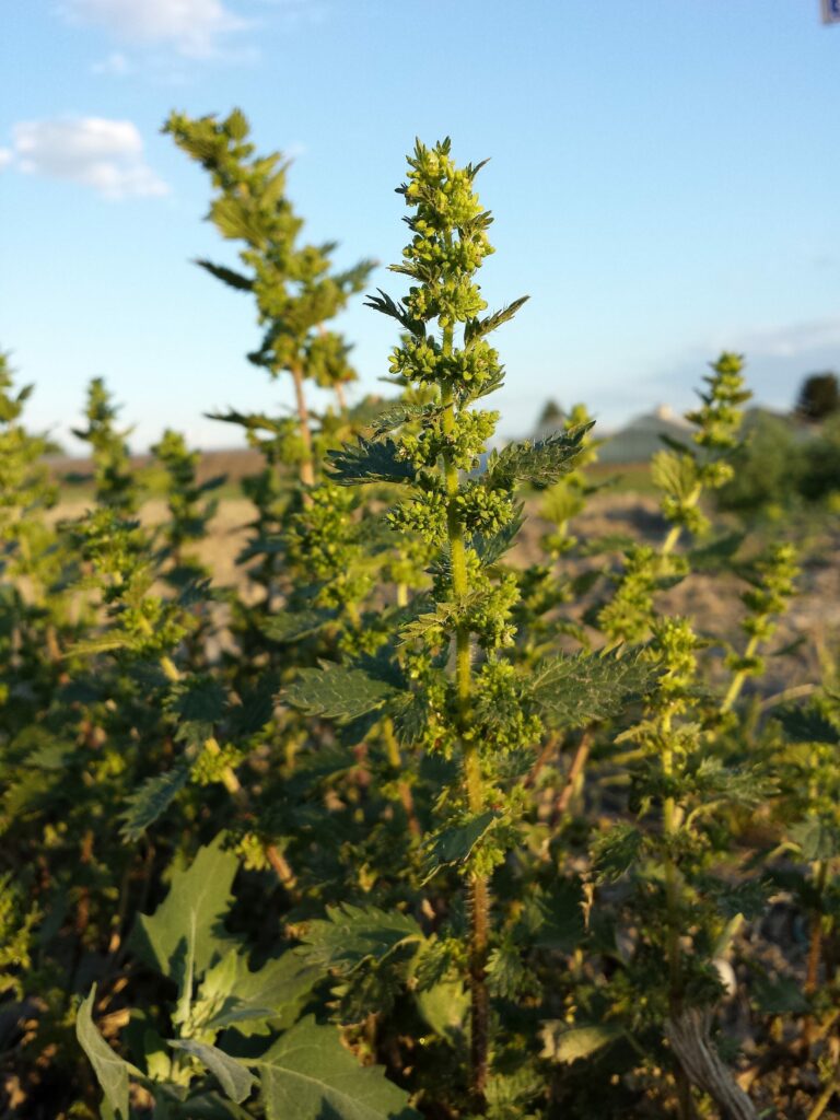 Крапива жгучая — общий вид (Urtica urens)