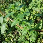 Крапива жгучая — общий вид (Urtica urens)