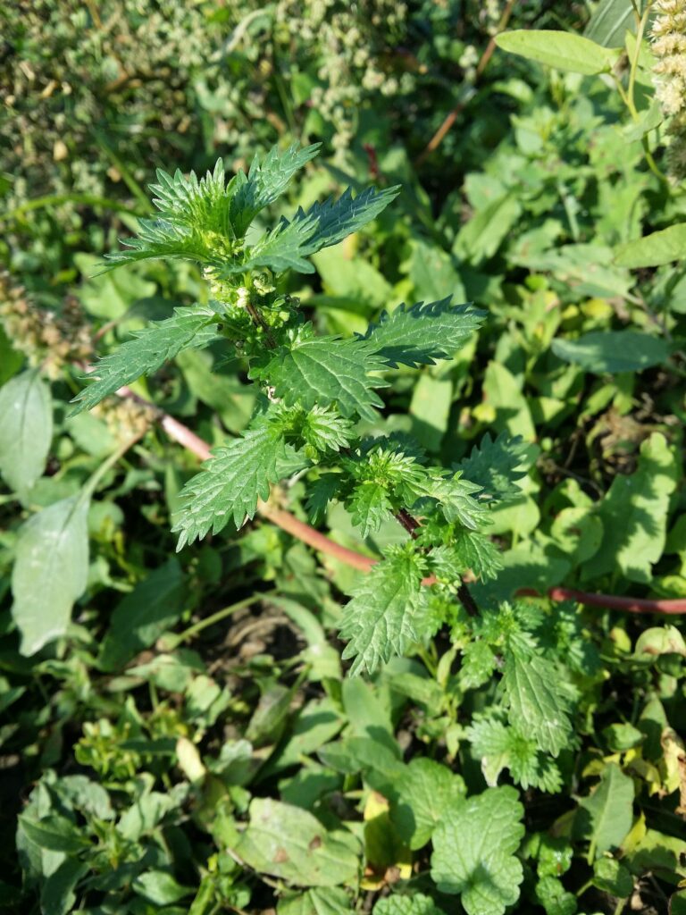 Крапива жгучая — общий вид (Urtica urens)