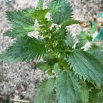 Крапива жгучая (Urtica urens)