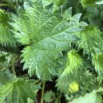 Крапива жгучая (Urtica urens)