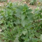 Крапива жгучая (Urtica urens)