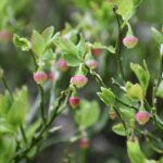 Черника — общий вид (Vaccinium myrtillus)