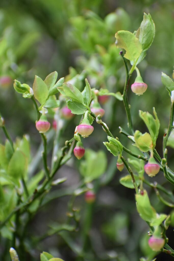 Черника — общий вид (Vaccinium myrtillus)