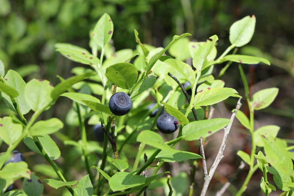 Черника — общий вид (Vaccinium myrtillus)