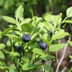 Черника — общий вид (Vaccinium myrtillus)