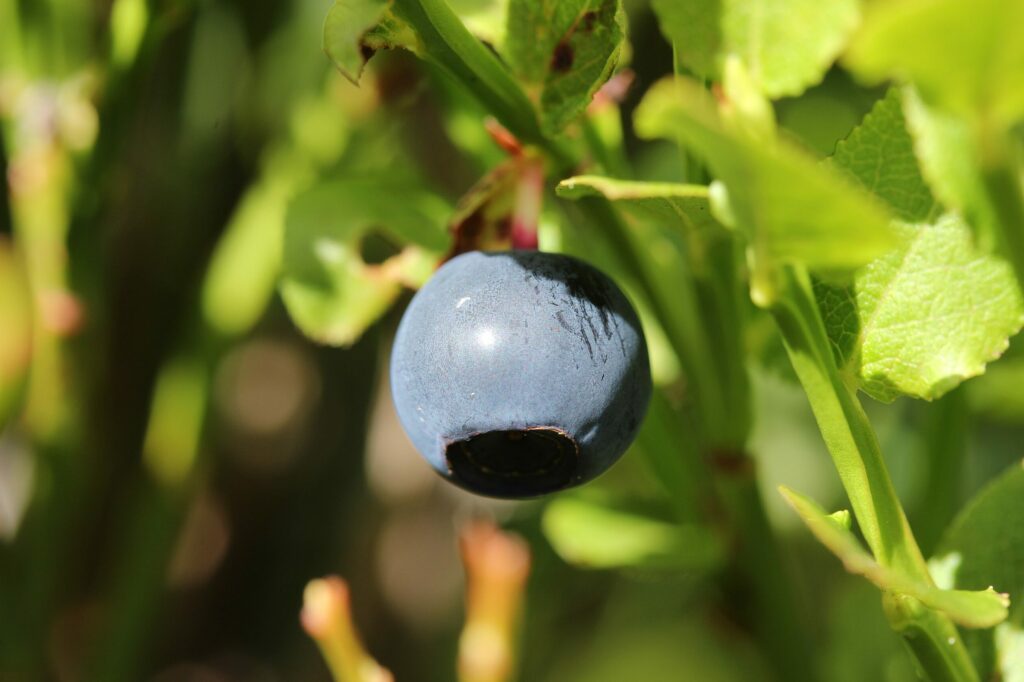 Черника — плоды (Vaccinium myrtillus)