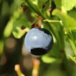 Черника — плоды (Vaccinium myrtillus)