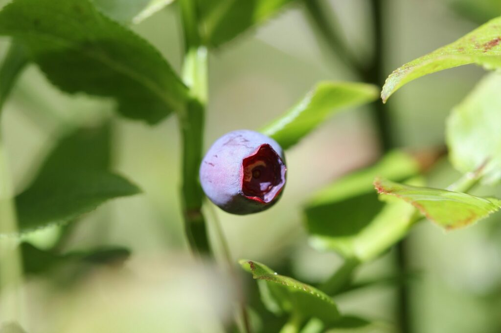 Черника — плоды (Vaccinium myrtillus)