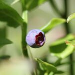 Черника — плоды (Vaccinium myrtillus)