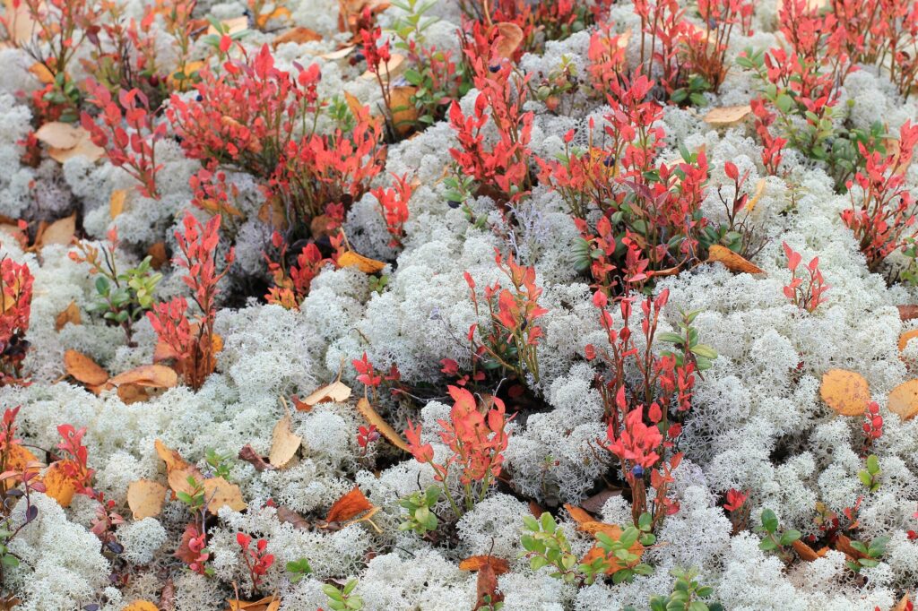 Черника — общий вид (Vaccinium myrtillus)