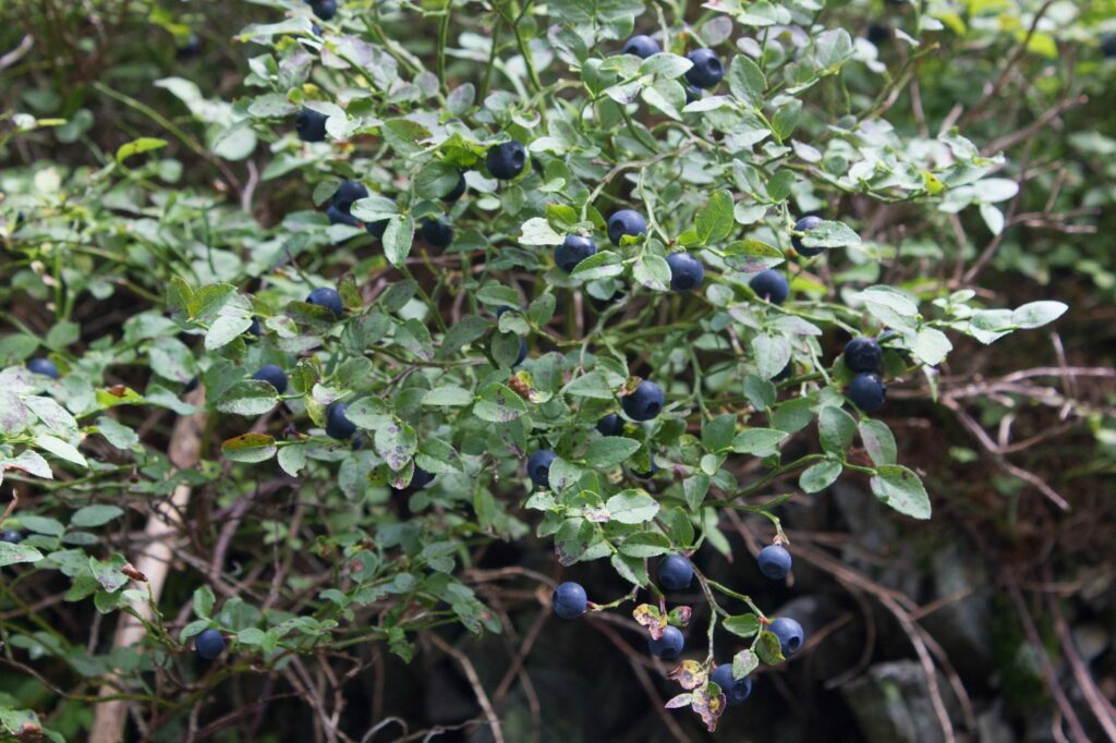 Черника — общий вид (Vaccinium myrtillus)