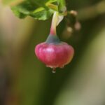 Черника — плоды (Vaccinium myrtillus)