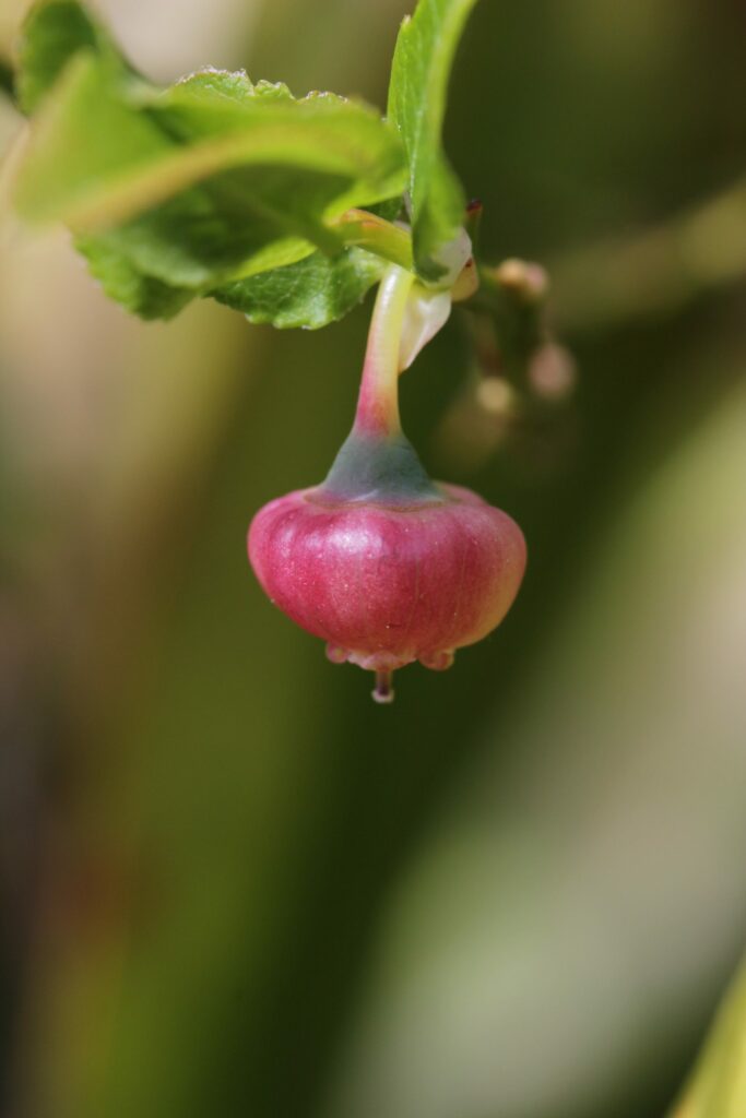 Черника — плоды (Vaccinium myrtillus)