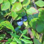 Черника — общий вид (Vaccinium myrtillus)