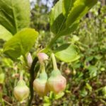 Черника (Vaccinium myrtillus)