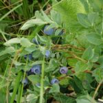 Черника (Vaccinium myrtillus)