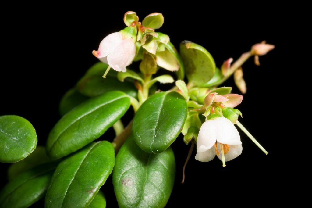 Брусника — общий вид (Vaccinium vitis-idaea)