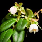 Брусника — общий вид (Vaccinium vitis-idaea)