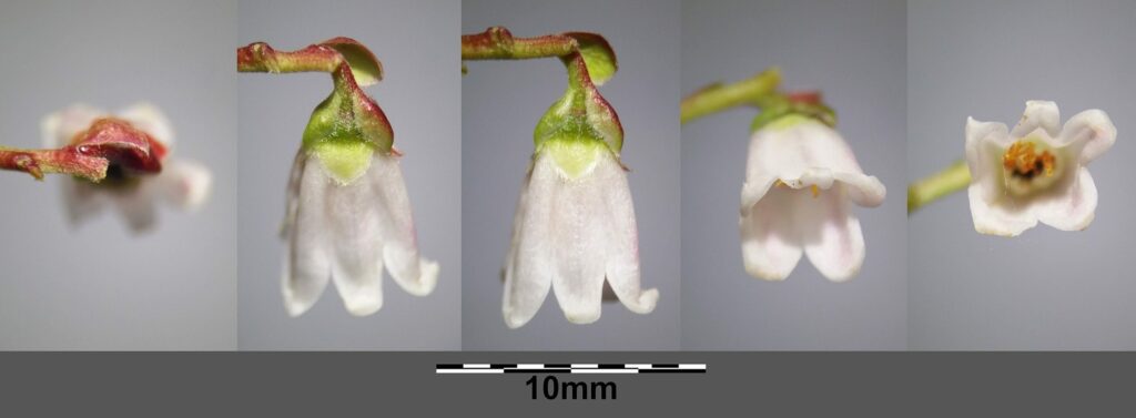 Брусника — цветки (Vaccinium vitis-idaea)
