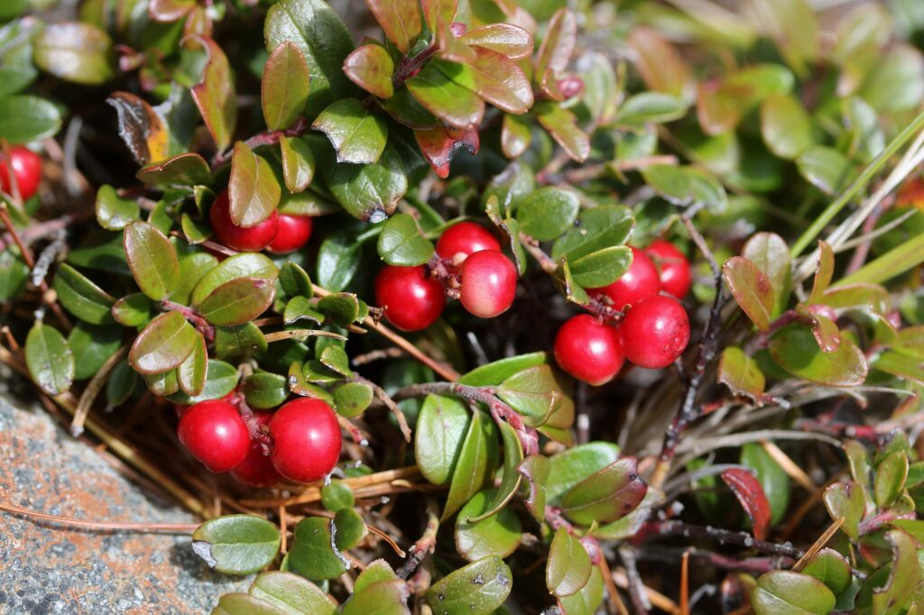 Брусника — плоды (Vaccinium vitis-idaea)