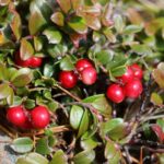 Брусника — плоды (Vaccinium vitis-idaea)