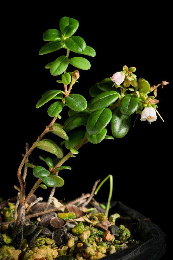 Брусника — общий вид (Vaccinium vitis-idaea)