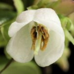 Брусника — общий вид (Vaccinium vitis-idaea)
